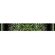 Zebra Stripes Fade - Light Green